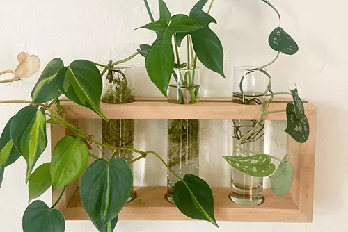 Plants growing in containers of water