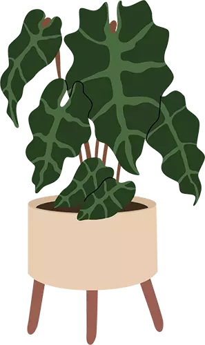 Alocasia plant illustration