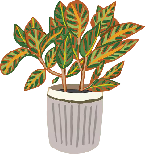 Croton plant illustration