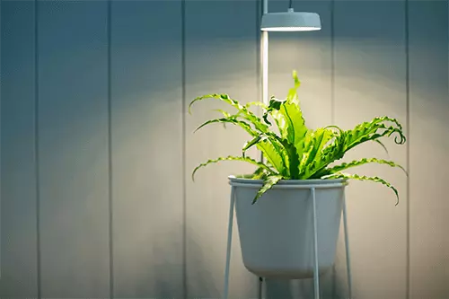 plant under light