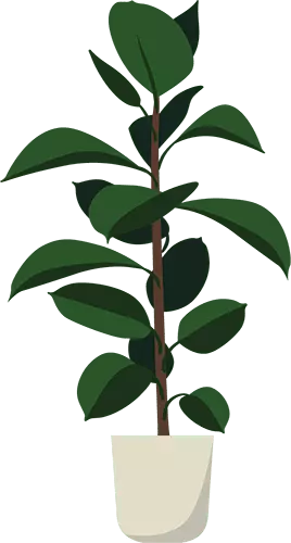 Ficus plant illustration