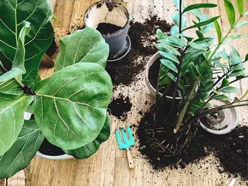 Plants being repotted