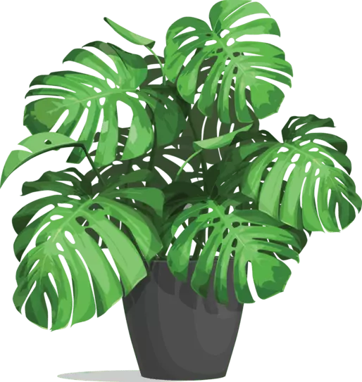 Monstera plant in pot